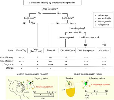 Visualizing Cortical Development and Evolution: A Toolkit Update